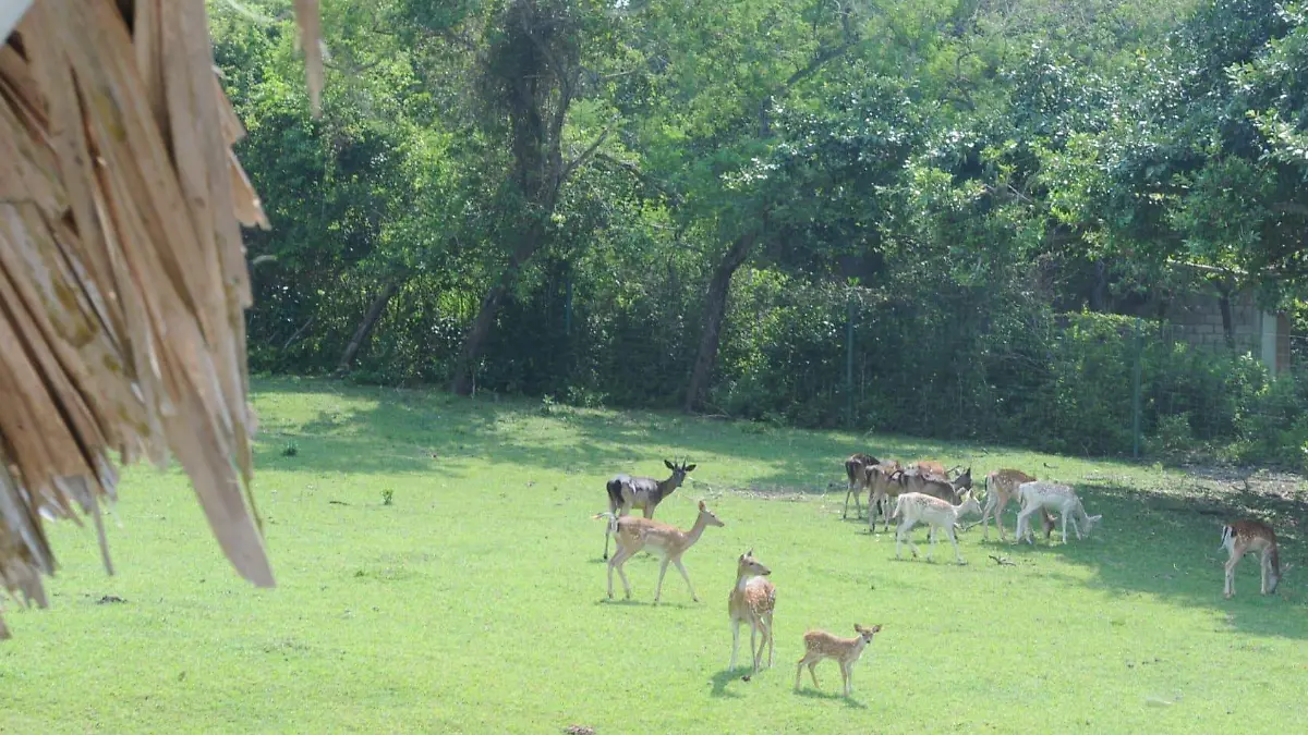Movilidad de animales silvestres