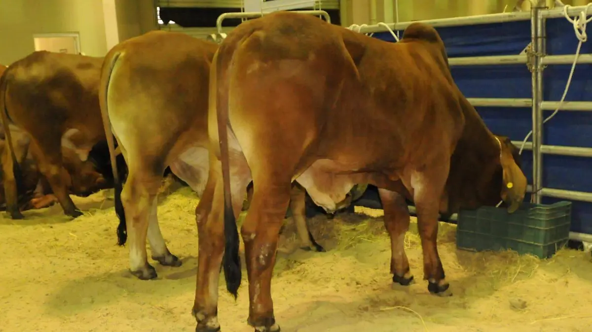 Infestación en fauna silvestre dificulta la erradicación de gusano barrenador