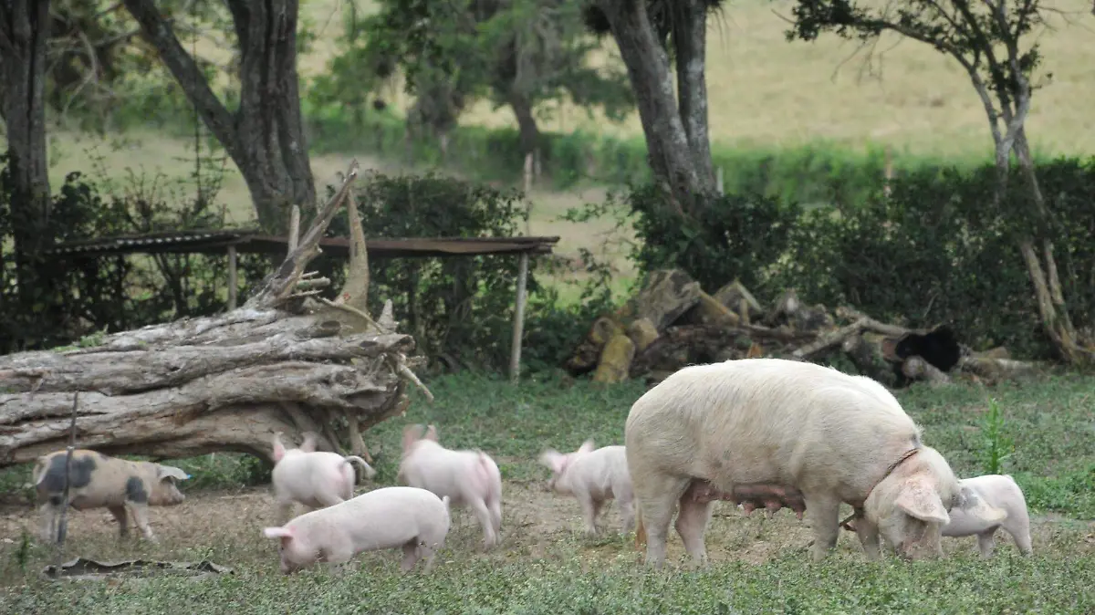 Peleas entre animales silvestres pueden generar contagios de gusano barrenador