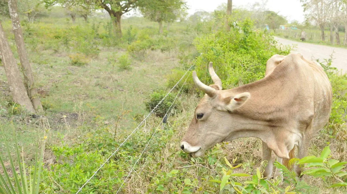 Nuevos ciclos de reproducción de gusano barrenador