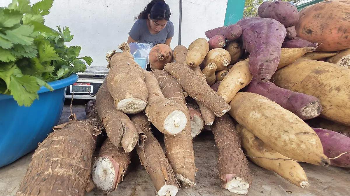 Yuca fresca y yuca cocida con piloncillo, productos tradicionales que se venden en el mercado rodante en Pueblo Viejo