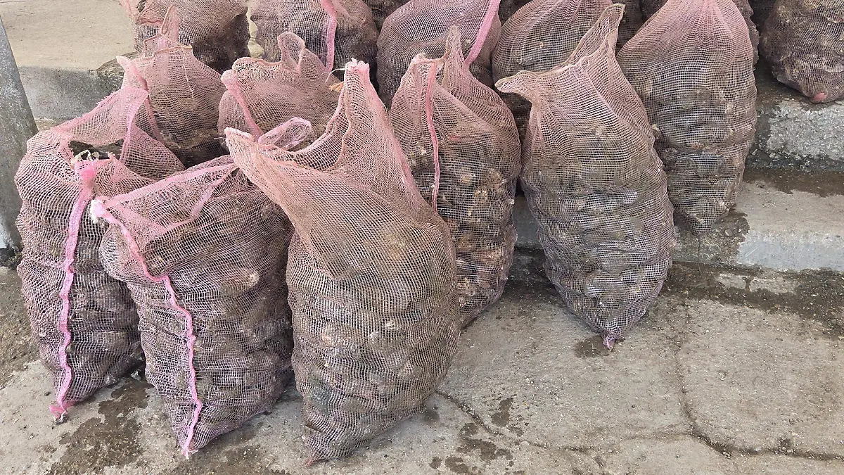 Ostión llega a su mejor tamaño en invierno