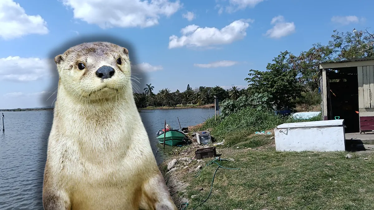 Medidas portada notas El Sol de Tampico - 2026-02-09T180006.762