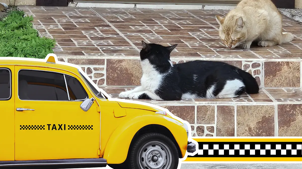 Medidas portada notas El Sol de Tampico - 2026-02-09T193647.514