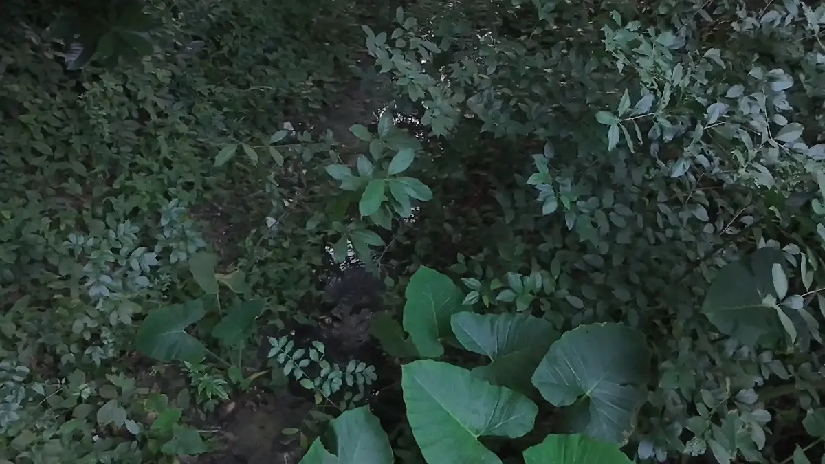 El agua de La Fuente proviene de las partes más altas de una zona rocosa