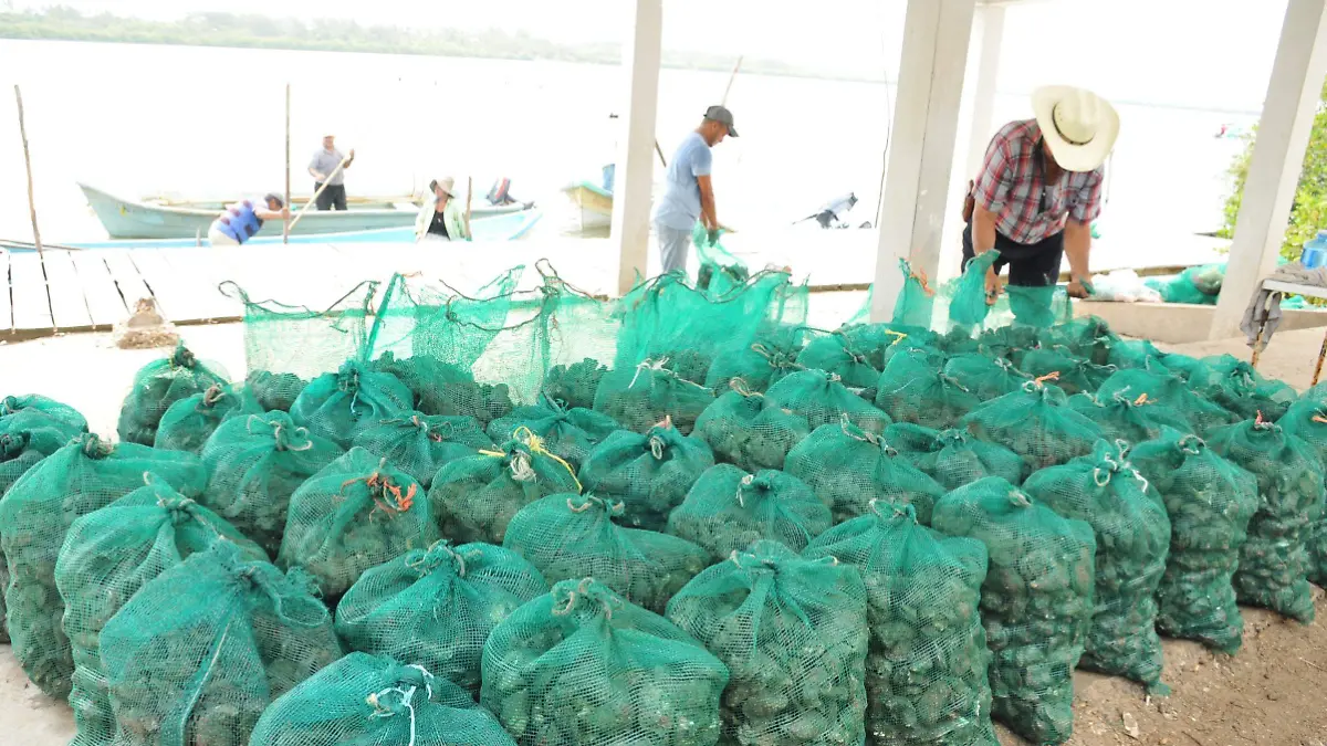 Pescadores del norte de Veracruz promueven el consumo de ostión para fortalecer la economía local