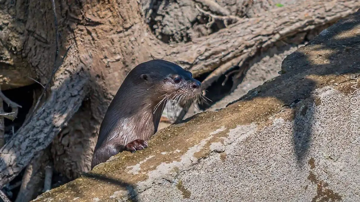 Proyectan crear santuario para nutrias en Tampico