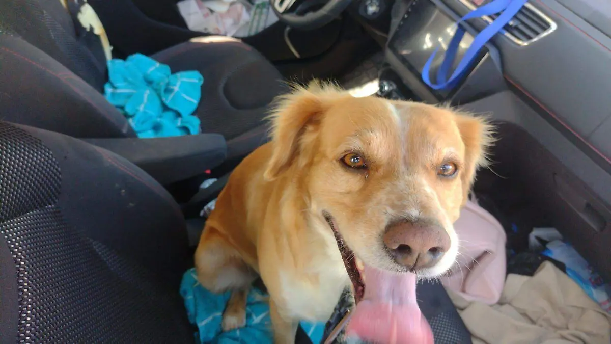 rescatan a perrito abandonado en el vehiculo