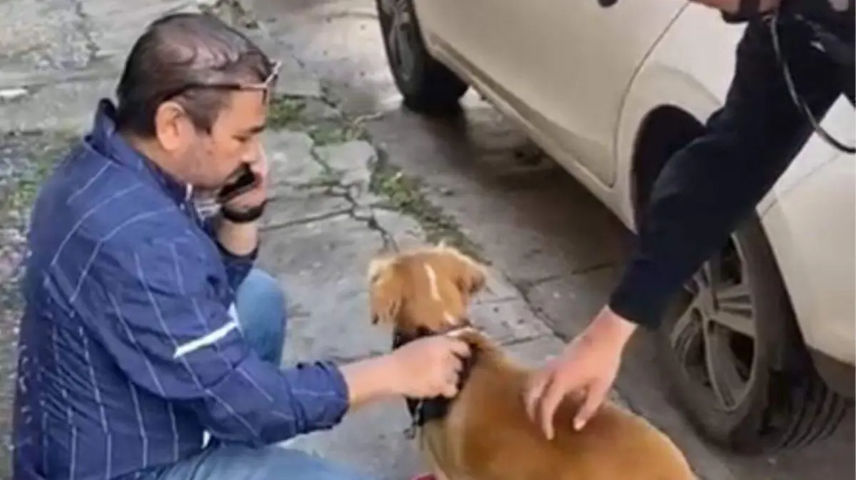 Dejan a perro bajo el sol en Tampico; autoridades lo rescatan y denuncian