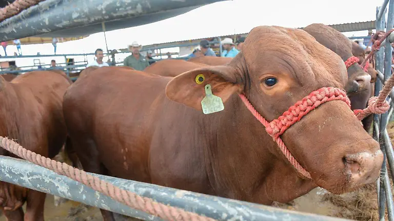 1TqnstCroztNVkOJGUkDv3HofviFuqs0Q=w2800-h1492-iv1