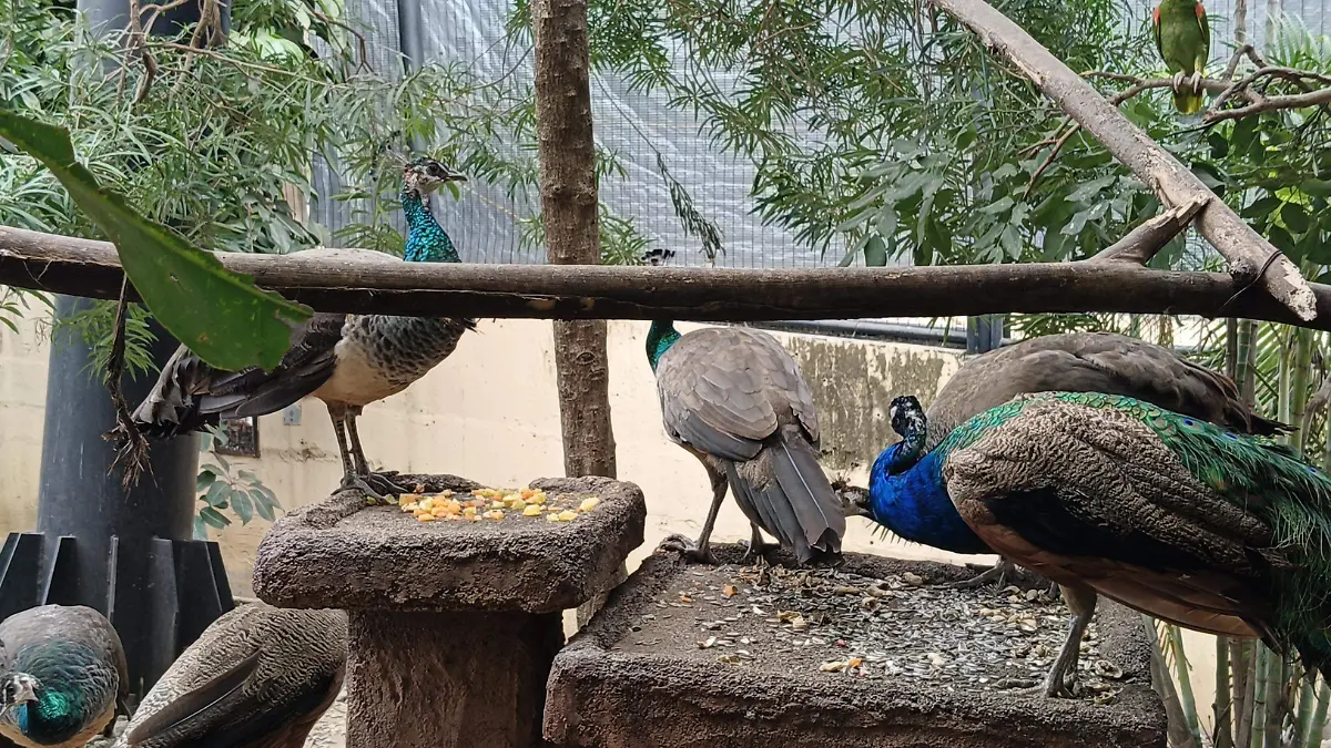 En los aviarios