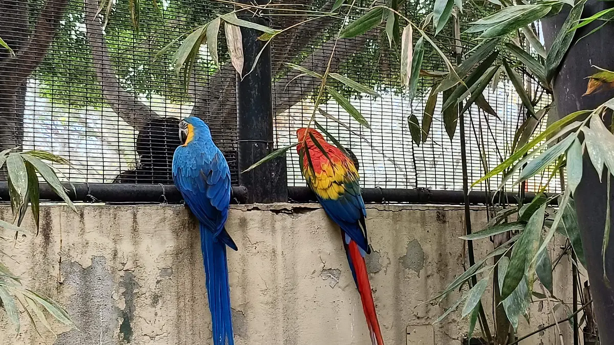 La conservación de aves