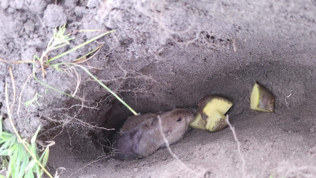 El equipo de biólogos ofreció pedazos de papa a la tuza para lograr que saliera del túnel subterráneo donde vive