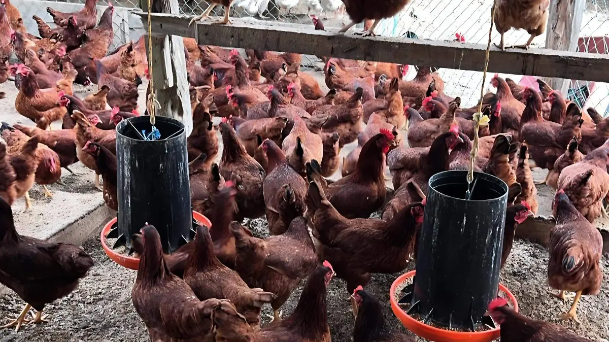 Gallinas ponedoras criadas en libertad producen hasta 1,500 huevos orgánicos diarios en la comunidad de Huil Blanco