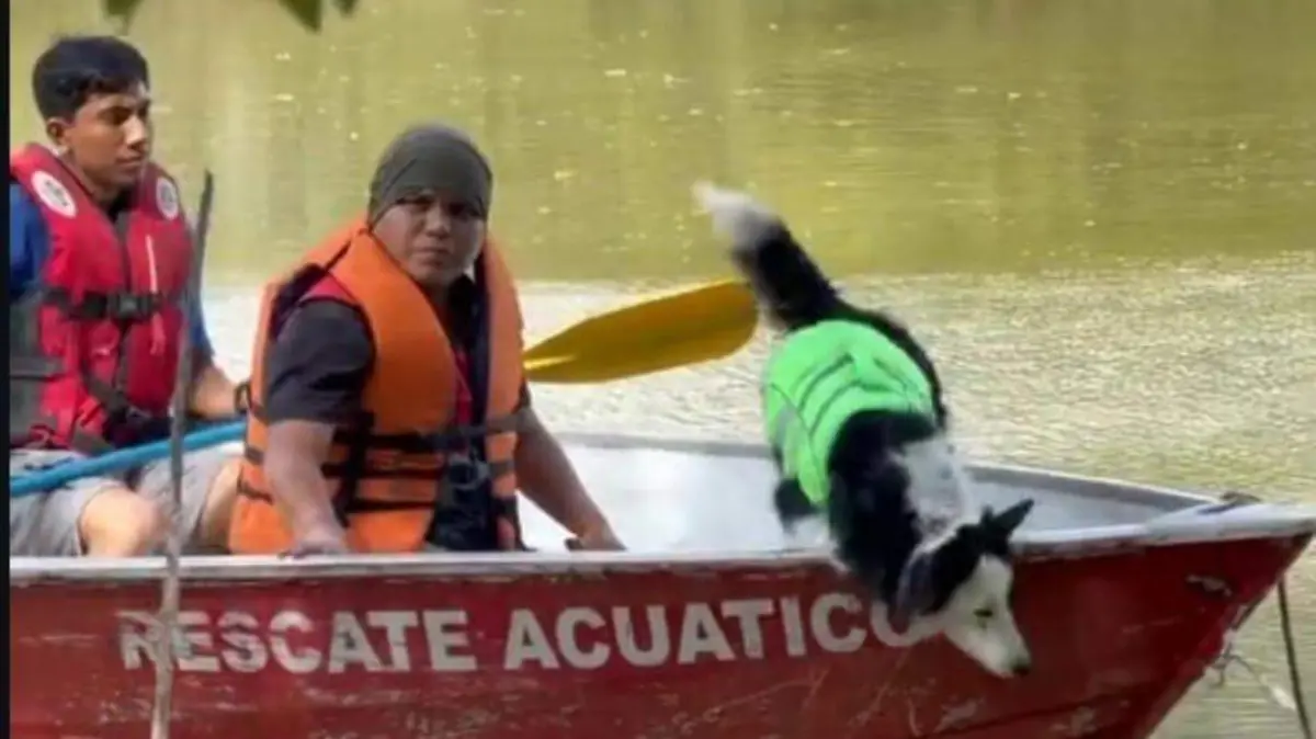 El adiestramiento de los perros fue enfocado a la búsqueda de personas