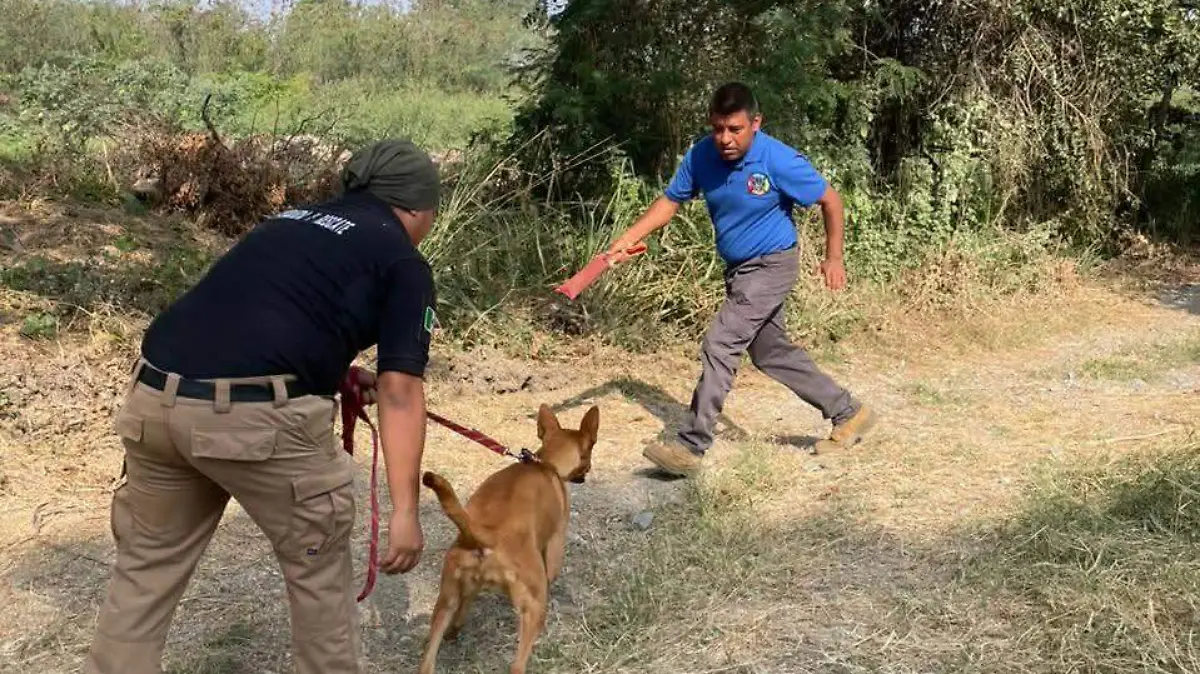 Los perros rescatistas recibieron adiestramiento especializado