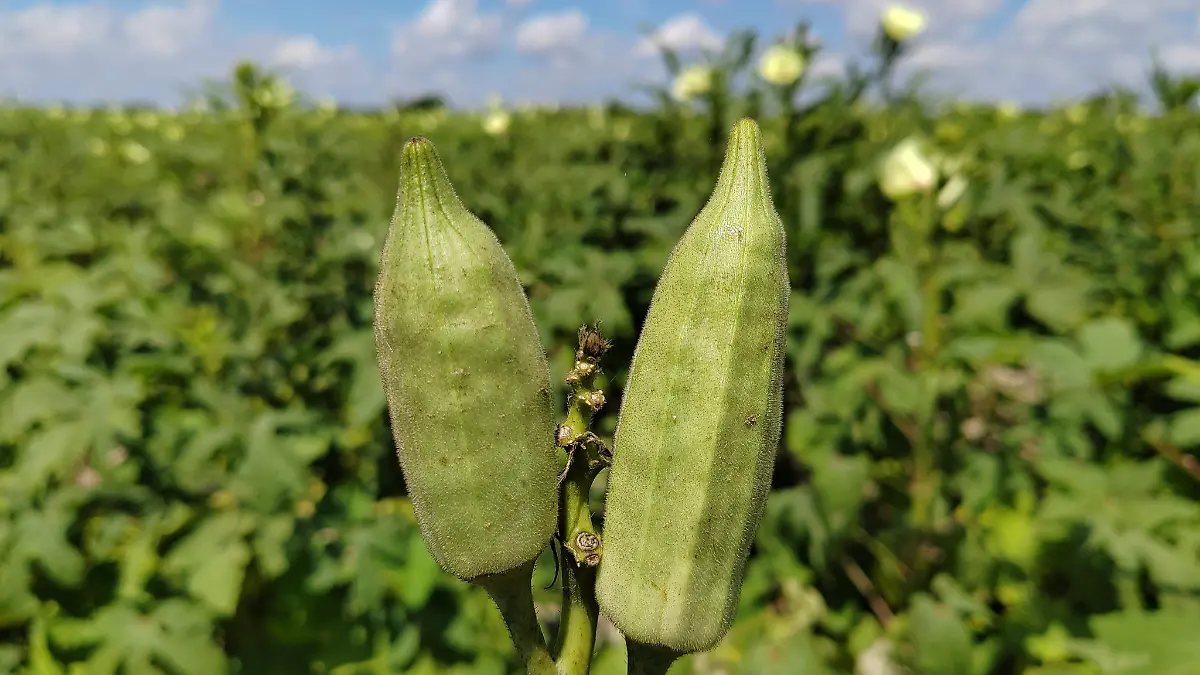 Okra 3