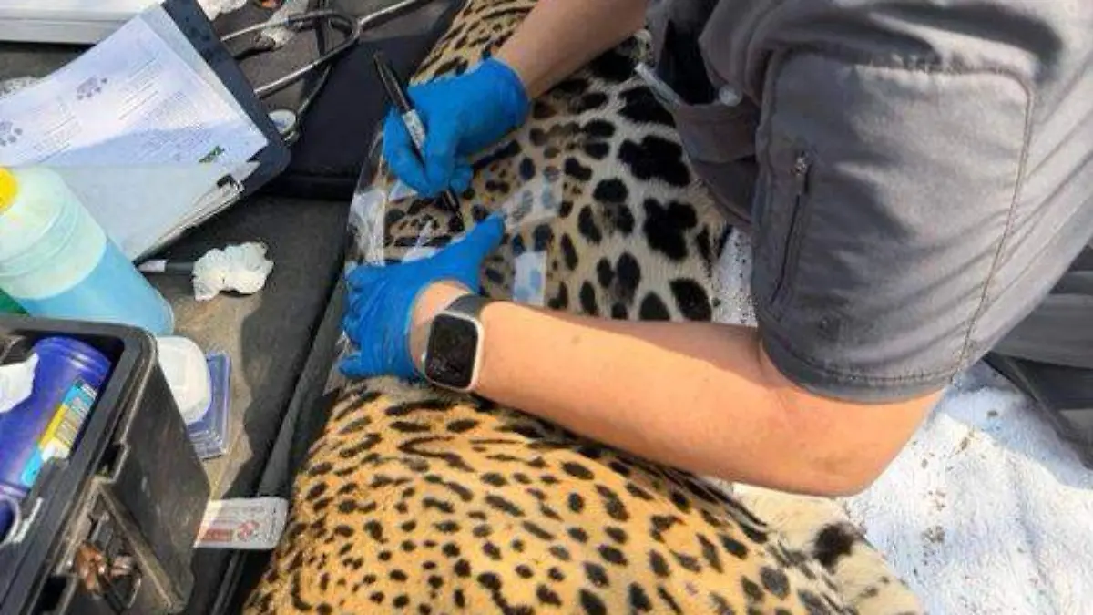 Jaguar en Tamaulipas