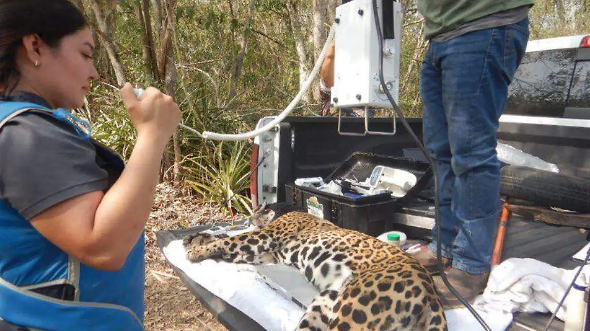 Jaguar en Tamaulipas traía un microchip