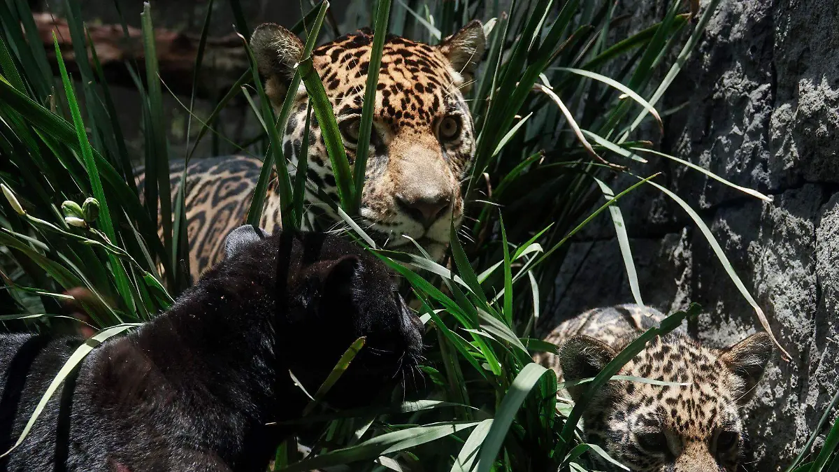 991795_Crías Jaguar Chapultepec_web