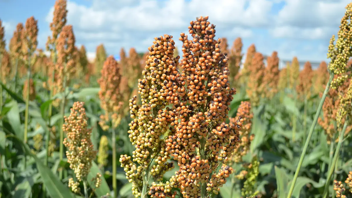 SORGO