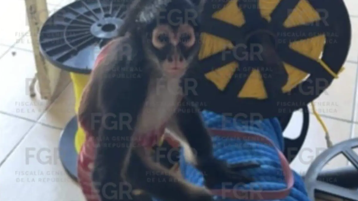 WhatsApp Image 2026-02-27 at 7.42.31 PM (1)