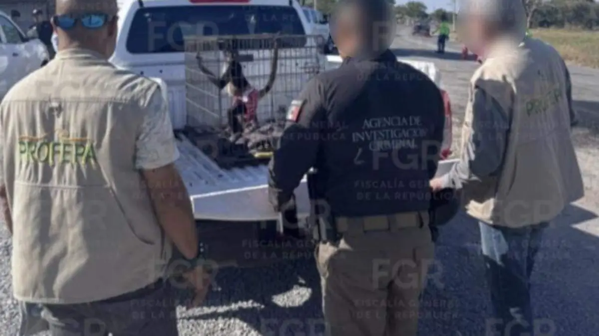 El mono araña fue asegurado en un entronque de la Carretera Interejidal, hacia el ejido La Libertad, en Ciudad Victoria.