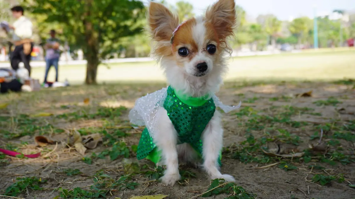 En los jardines del Metro se reúne esta comunidad apasionada por la era medieval