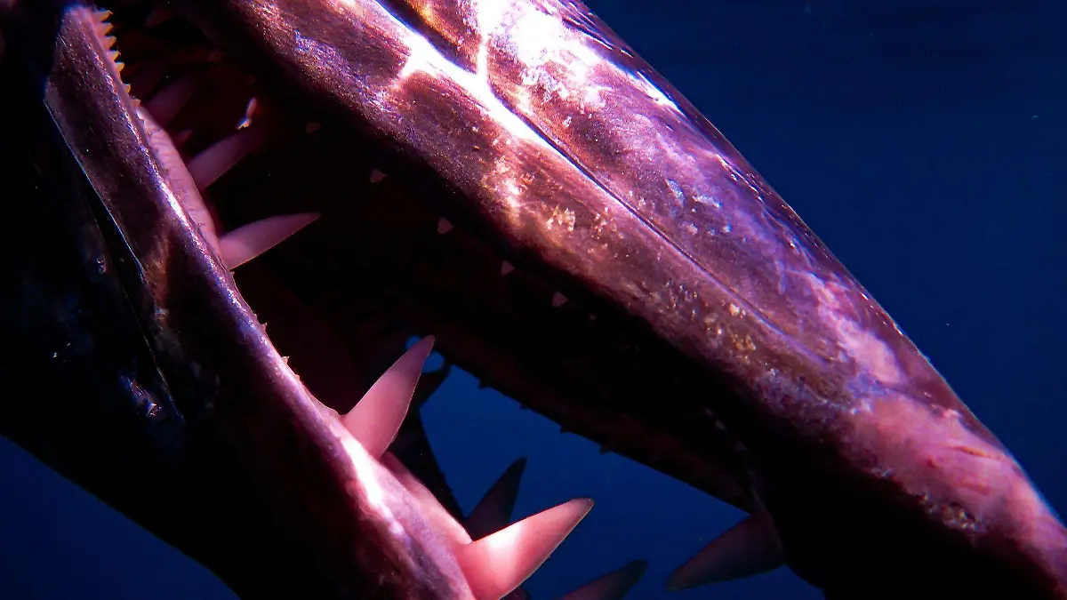 Barracudas en Playa Miramar