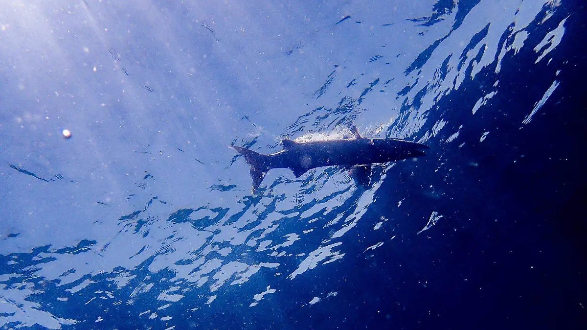 Barracudas son la cima de la cadena marina de Miramar