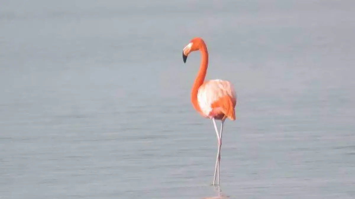 Flamenco humedal Altamira