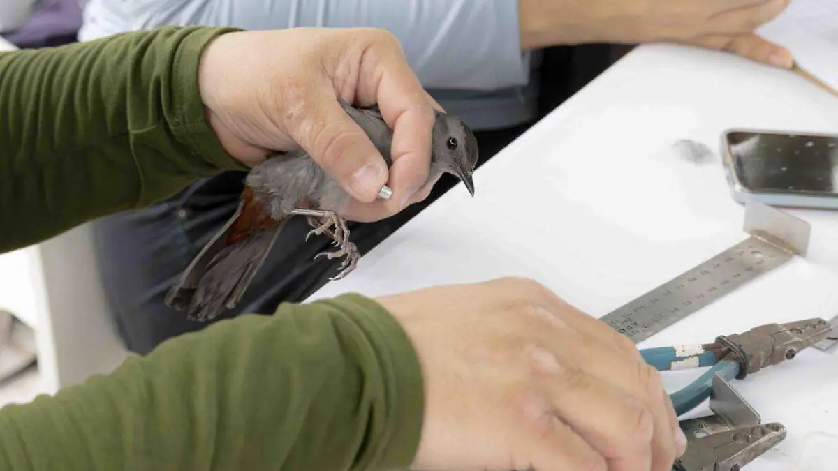 Se han capturado aves de 15 especies distintas en la zona