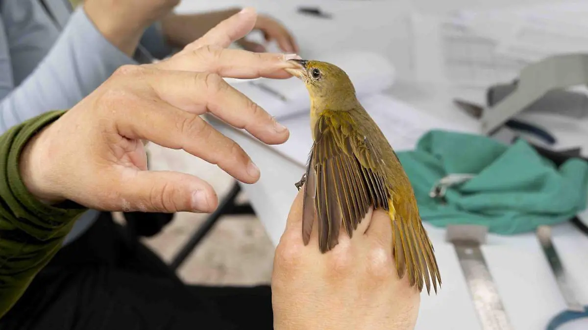 La manipulación de las aves se realizó de manera adecuada