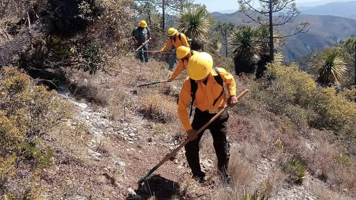 Gracias al trabajo de 100 brigadistas y autoridades; logran controlar al 100% incendio forestal en Miquihuana 