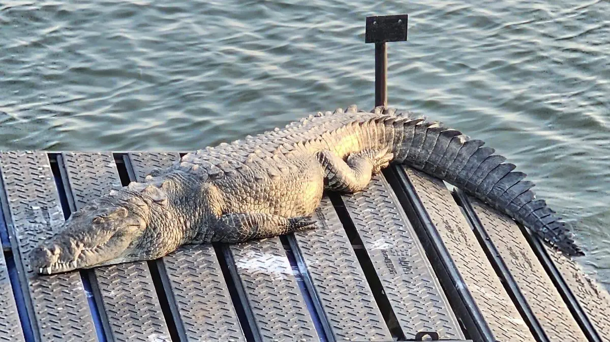 WhatsApp Image 2026-03-09 at 16.18.20