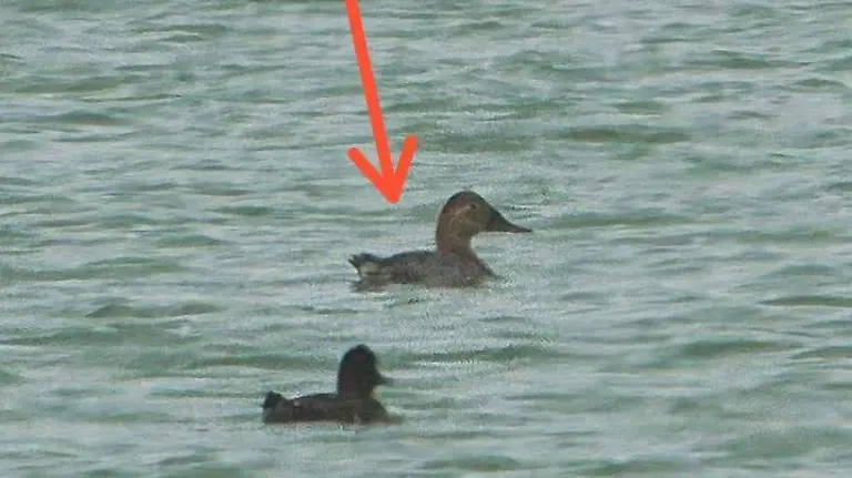 Pato coacoxtle aythya, una especie que no se veía desde hace 47 años en Altamira