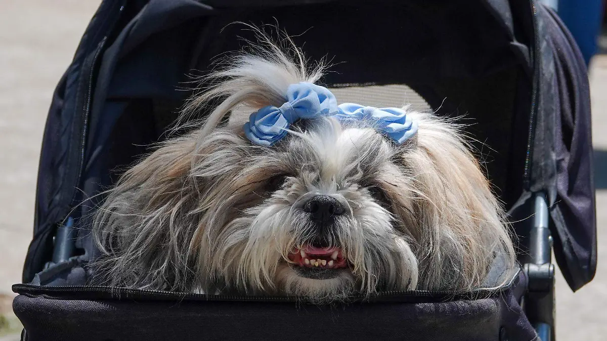 1026843_Cotidianas Paseo Perros_web