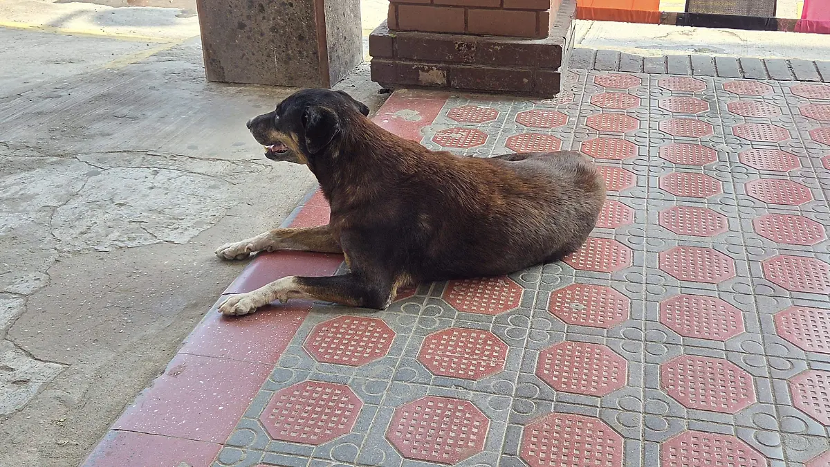 Vecinos denuncian que garrapatas se dispersan por banquetas, paredes y viviendas; afectando a las mascotas