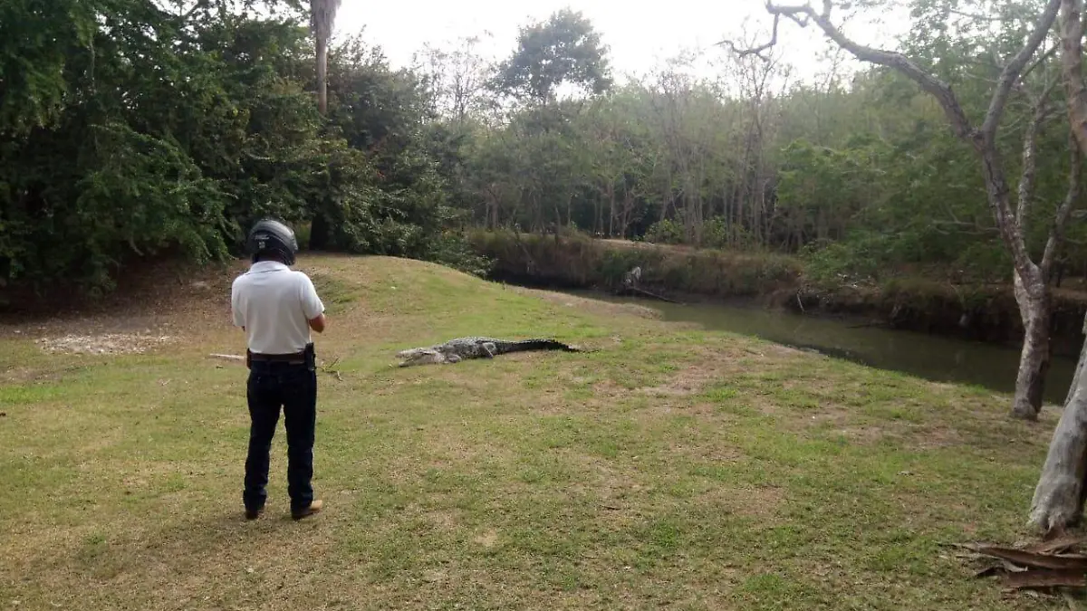 Prohíben acercarse a cocodrilos en Tampico ante incremento de agresividad por la temporada de reproducción