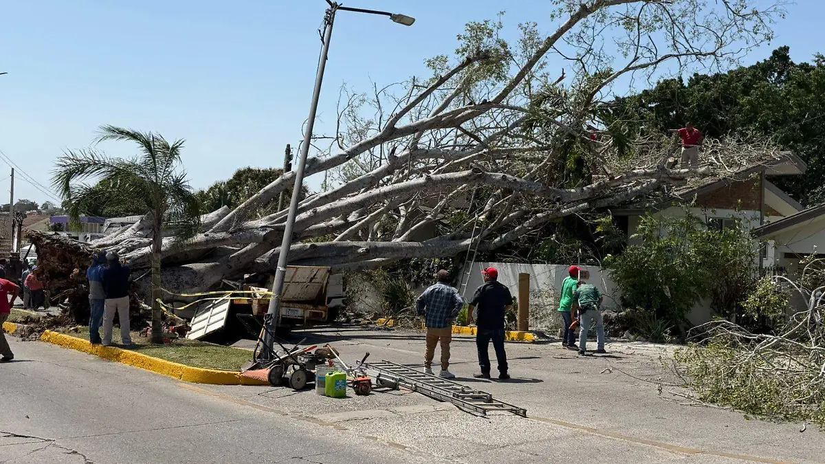 Un enorme Laurel de la India de 100 años cayó en la Avenida Faja de Oro, aplastando dos camionetas