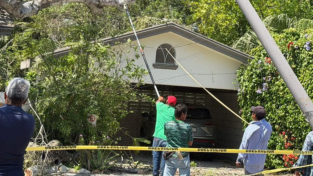 Cae árbol centenario sobre camionetas y una casa tras paso del frente frío 40
