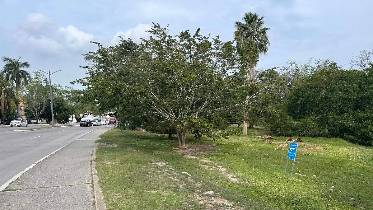 Detectan en Tampico siete árboles con riesgo de caída 