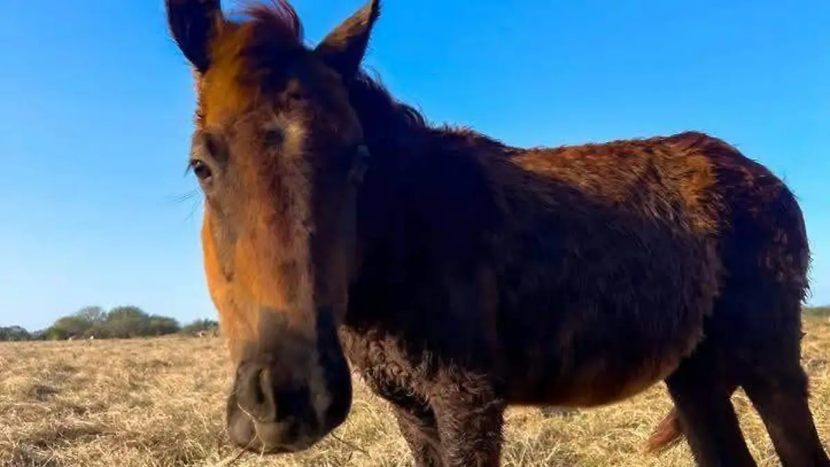 Caballos podrían tener ser trasladados a un centro de equinoterapia en el sur de Tamaulipas