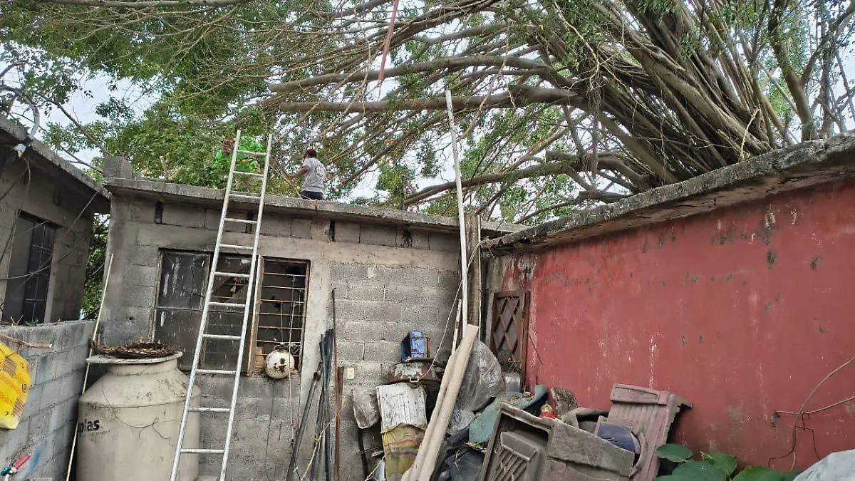 El ejemplar colapsó sobre una vivienda en la intersección de las calles Hidalgo y Primero de Mayo