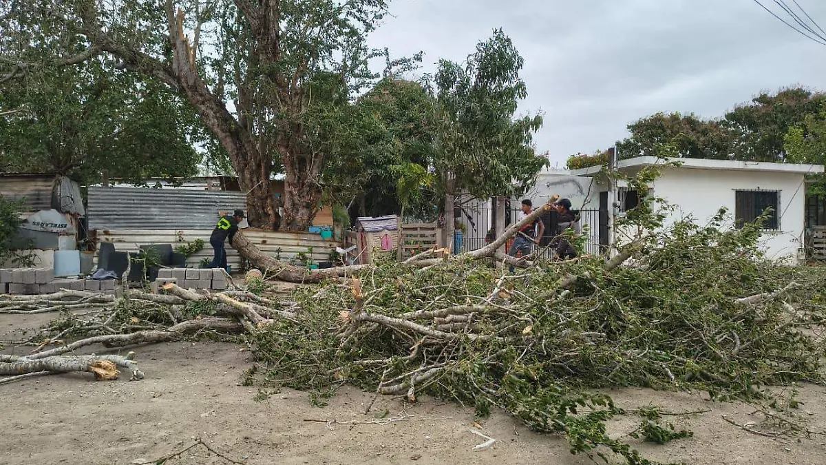 En la colonia Nuevo Tampico, un frondoso árbol de la especie trueno, de aproximadamente 15 metros de altura, fue arrancado