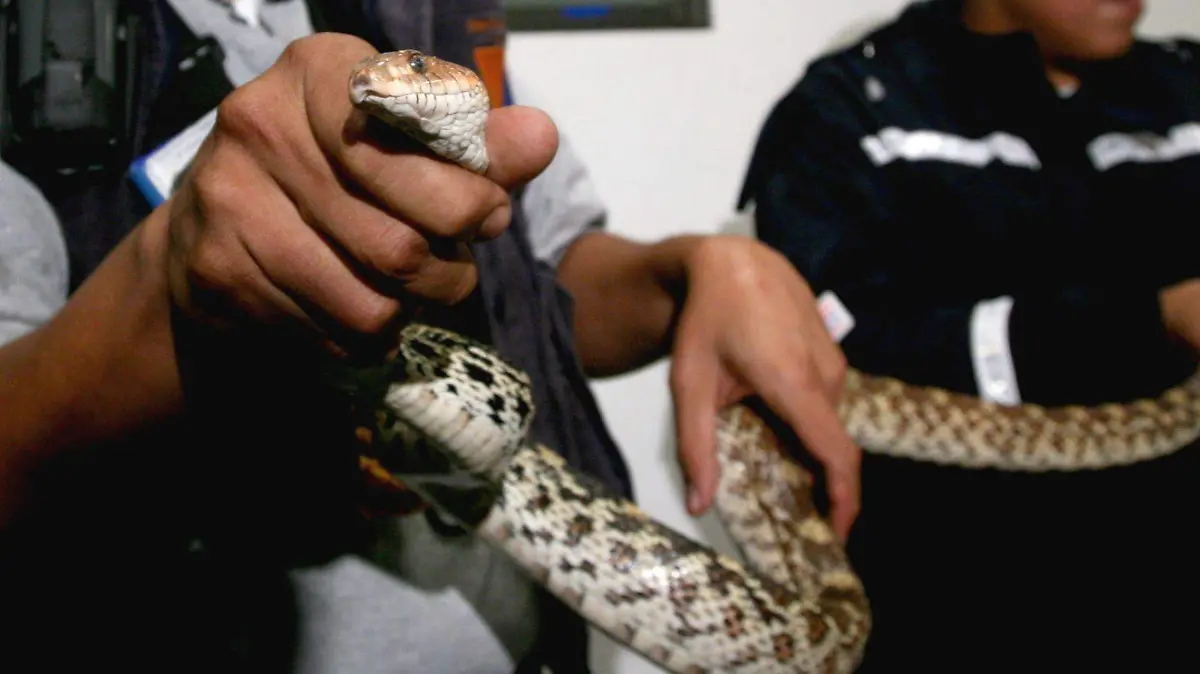 266559_Captura Vibora_web