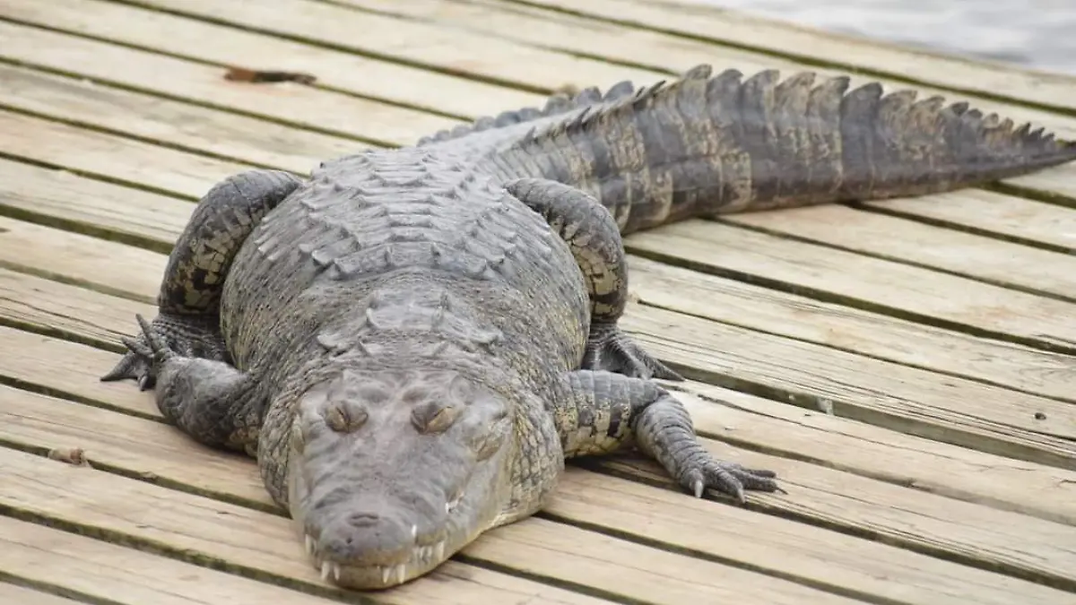 La Laguna del Carpintero es habitat de cocodrilos de pantano, los turistas pueden ver a los reptiles tomando el Sol