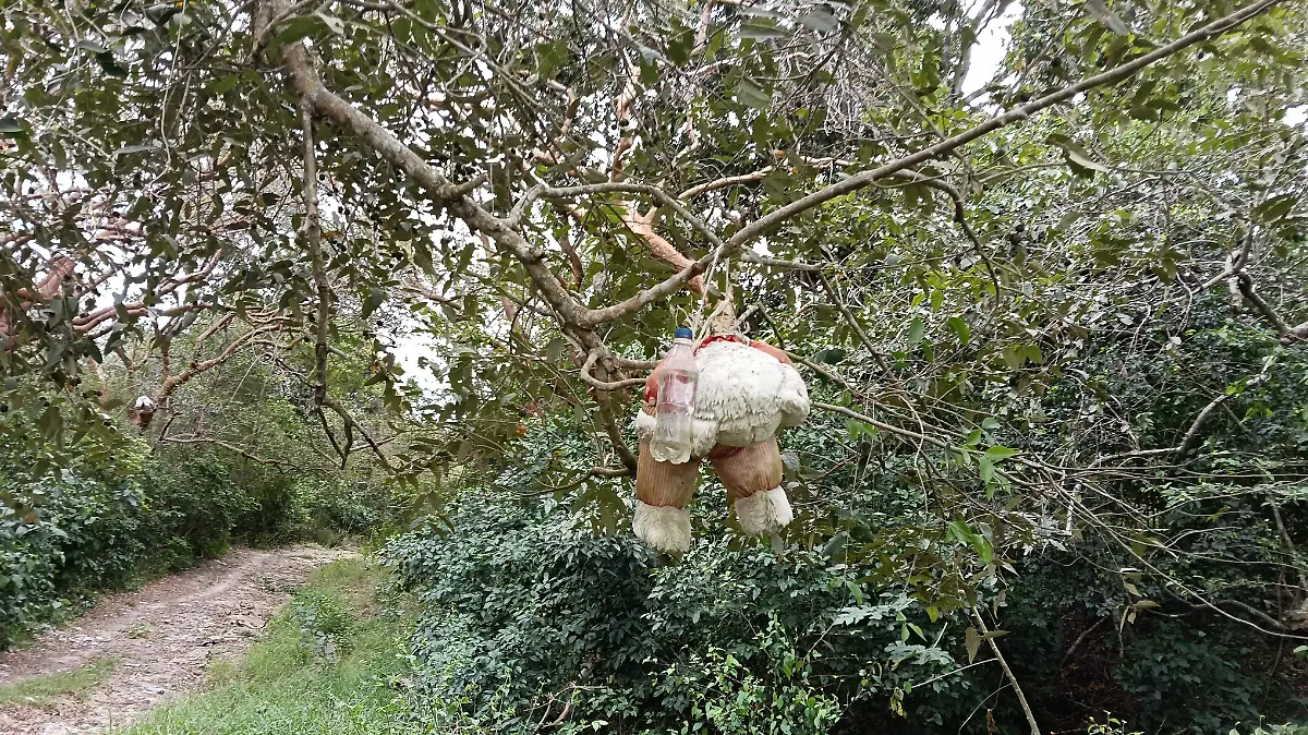 Los muñecos de peluche cuelgan a diversas alturas en esta zona de Pueblo Viejo, Veracruz
