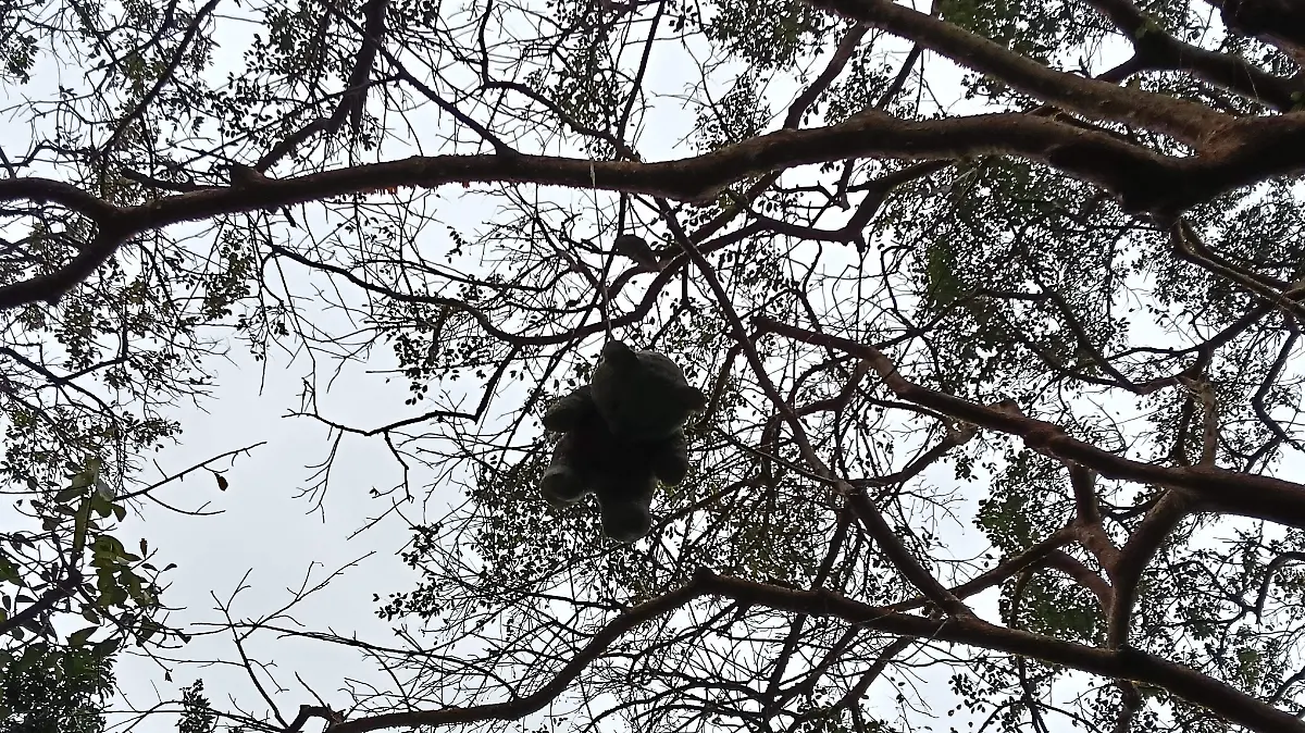 Nadie sabe quién los pone, pero los peregrinos ya lo llaman el "Sendero de los Peluches"