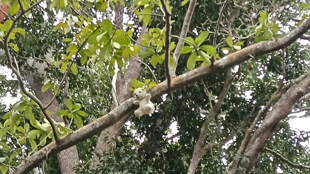 En Pueblo Viejo, decenas de osos de peluche cuelgan de los árboles en una ruta solitaria
